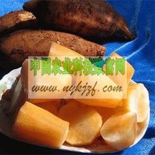 供应雪莲果果实种球